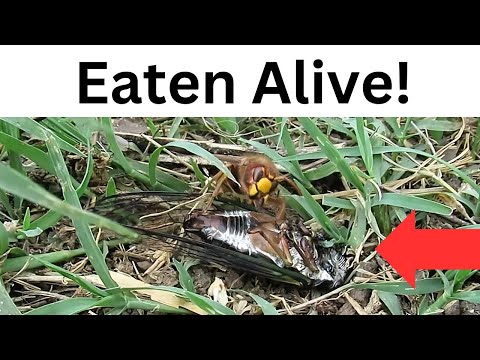 Hornet vs. Cicada