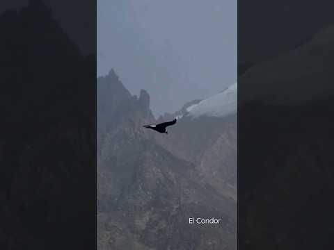 An Andean Condor. Argentina , El Chalten #nature #travel
