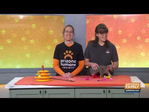 Pets on Parade (Full Episode) January 31, 2026 - YouTube