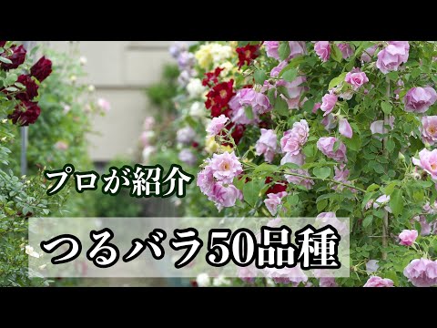 バラ「オレンジドーン」 植物