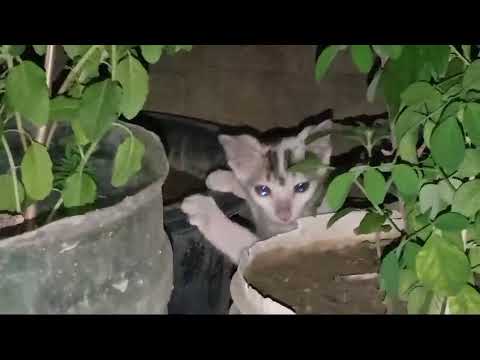 Baby Cat Visits Garden😻😻😻||Baby Cat playing in the Garden😺😺😺||Catlover 🐈🐈🐈🐈||Cat Meowing 😻😻😻😻