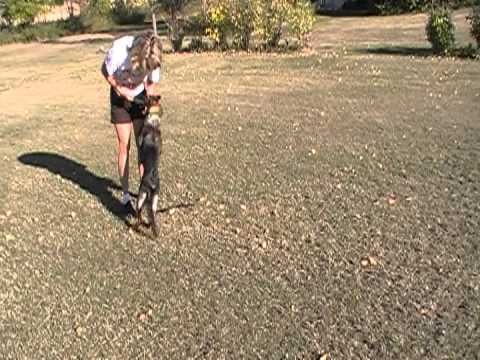 Roze de Lupus Saevus