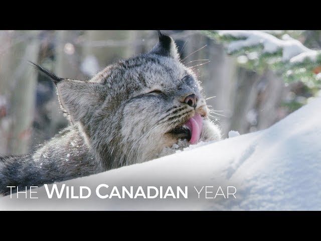 Vidéo Prononciation de lynx en Anglais