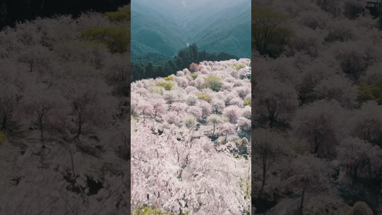 奈良の一面桜に埋まる場所🌸　高見の郷