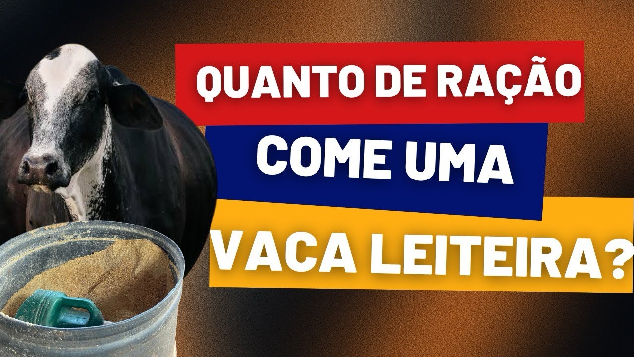 Aprenda a oferecer a quantidade certa de ração para suas vacas leiteiras