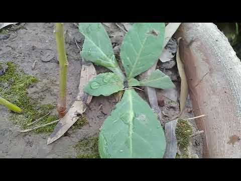 Common Weeds : Part 4 : Identify common Weeds all by Yourself  with  Common and Botanical names