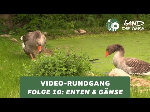 Land der Tiere-Video-Rundgang – Folge 10: Bei den Enten & Gänsen 🦆💚