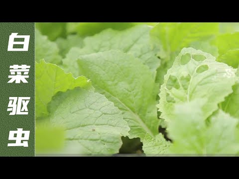 , title : '秋季种白菜，蜗牛青虫危害大，这2种农药效果好【付老师种植技术团队】'