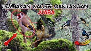 Download lagu masteran KACER jawara lomba 2021 mp3