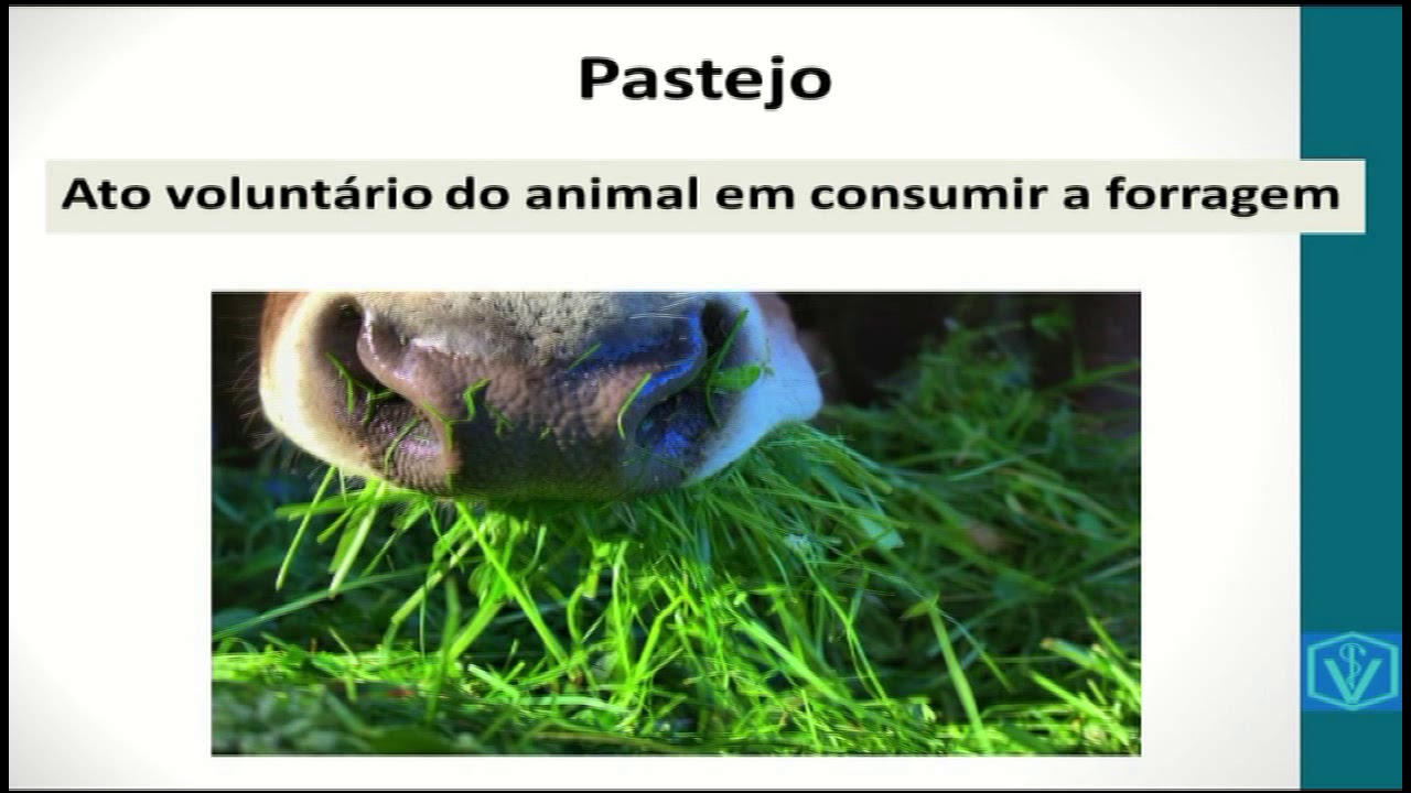 Conceitos Importantes em Forragicultura | Gramíneas, Leguminosas e Cactáceas | Plantas Forrageiras