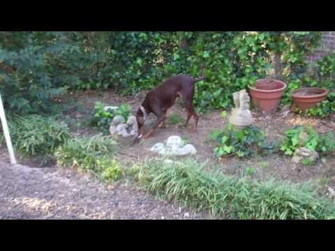 K9 NW 3 9 & 3 10 Hedda yard searches on primary