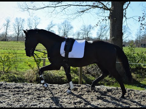 *2019 Hengst v. Glock's Taminiau (Glock's Toto jr - Totilas) x Tuschinski