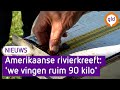 Vissers geschokt: ruim 12.000 rivierkreeften gevangen in vijver