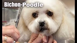 Stylish FLUFFY DOG Pet Trim YOU can do at HOME