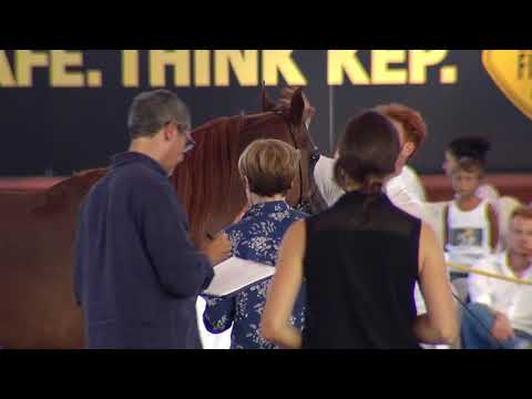 N.58 MURAD MONISCIONE - Italian Nationals 2018 - 2 Years Old Colts (Class 5)