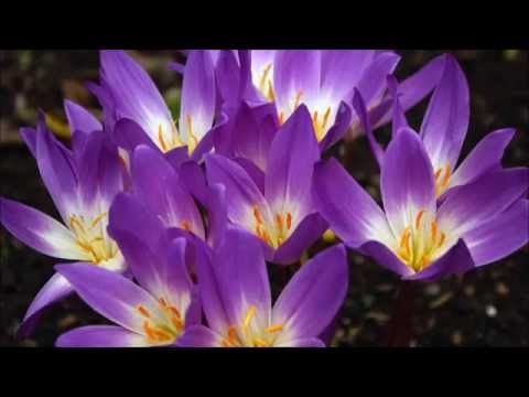 Ly Kättmann - Kevad on käes