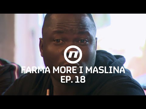 Prince otkrio radosnu vijest - Epizoda 18 | Farma More i Maslina