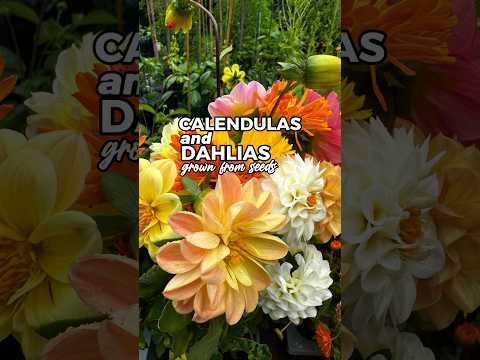 , title : 'Growing #calendula  and #dahlia flowers from #seeds #garden #springgardening #seeds'