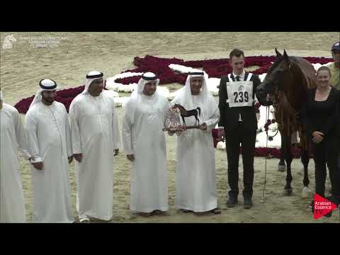 N.239 NASHMI AL HAWAJER - BRONZE - Stallions Championship