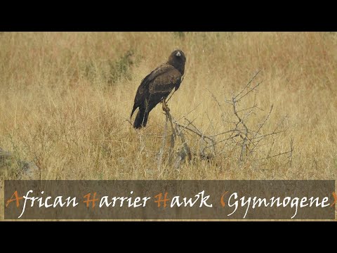 African Harrier Hawk Gymnogene Polyboroides typus call Kruger