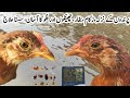 Treatment of Cold, Fever, Sneezing, Coughing and Flu in Chickens in Summer Season | Dr. ARSHAD
