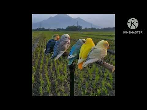 Ángel Marchena - El Anhelo de mi voz (Cover)