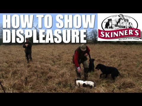 Gundog training tips - how to show displeasure