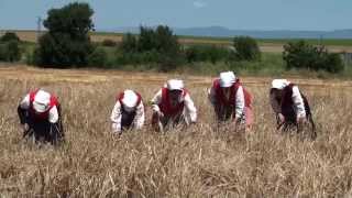preview picture of video 'Жътвата на пшеницата започва от Търнава'