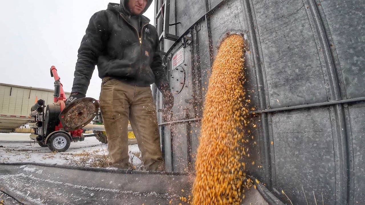 Vacuuming Grain from the Silo