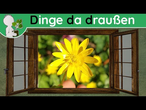 Ddd 028 - Scharbockskraut (essbar und auch giftig) - Wildpflanzen & Co (Doku 31. März)