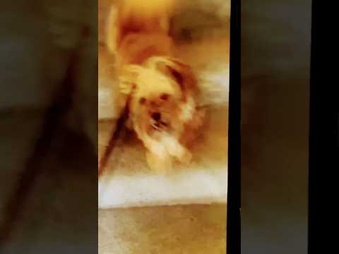 Akhari apeel || Satinder Sartaaj || dog lover || cute dog #trendingreels #status #doglover #shorts