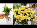 Super Many Roots And How To Propagate A Beautiful Meaningful Flower That Adorns Your Garden
