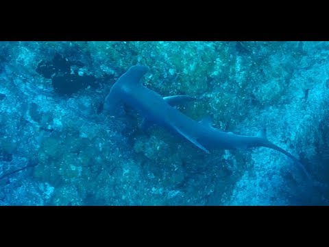 Diving  with a Hammerhead on Bloody Bay Wall with Pirates Point