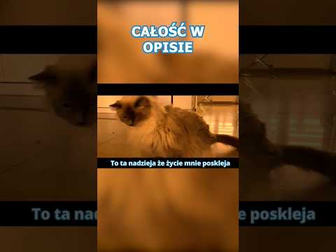 sanah i Dawid Podsiadło "ostatnia nadzieja" (Fanmade) #cats