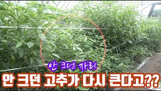 고추도(모든 작물이) 안 자라던 토양 자리에서 고추가 다시 자란다고?? 무슨일이지? 같은 하우가도 염류가 다…