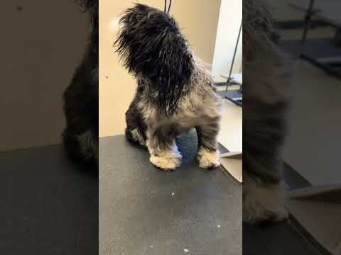 Kesha getting a shave down leaving the ears and tail #dog #dogbath