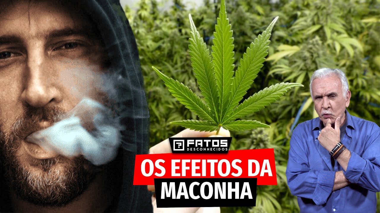 O que a maconha faz com o seu corpo?