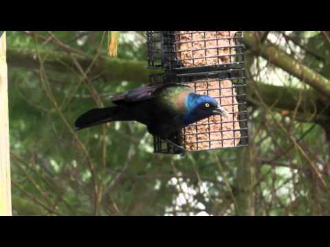 Grackle at the Feeder