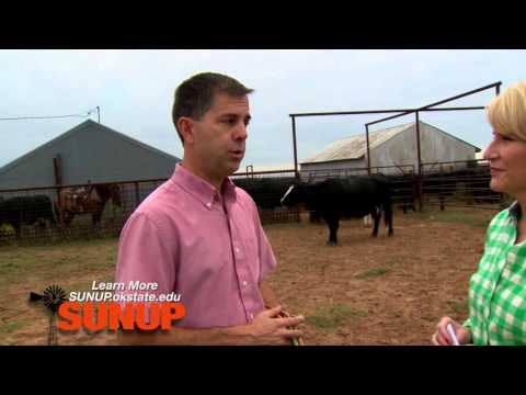 Do you have a "Super Cow?" (10/10/15)