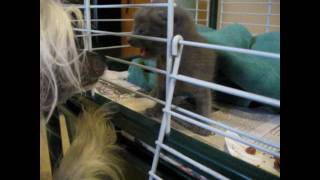 preview picture of video 'Cold and Abandoned Tiny Kitten Rescued, Little Dog (Hairless Chinese Crested) Friendship Follows'