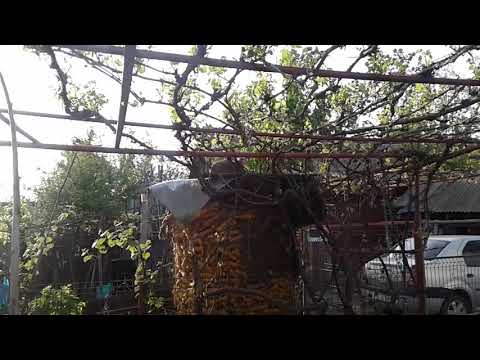 Ricky, mâța via Cotu Băii