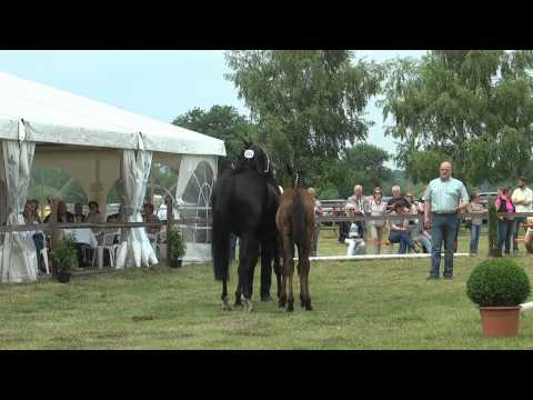 Sudweyher Fohlenschau 2015 - Kat.-Nr. 04