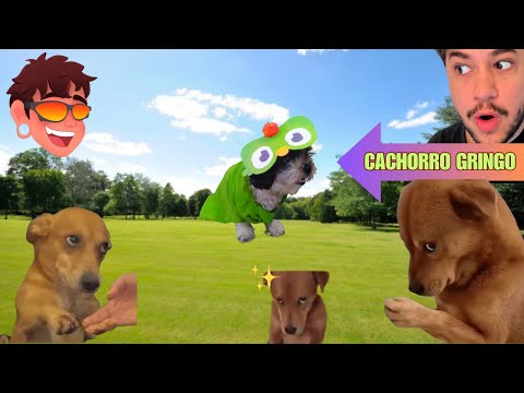 CACHORRO GRINGO #brino #react #cortes