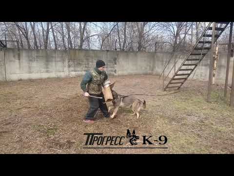 Yugo Last Hathy.Самостоятельная работа на привязи.Немецкая овч. рабочей линии.German Shepherd Dog