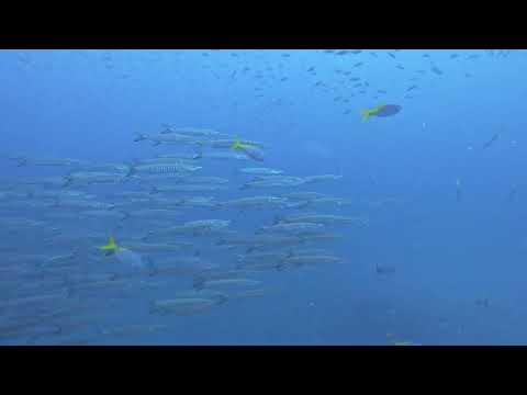 Barracuda’s in Koh Tao