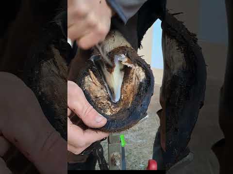 Satisfying Hoof Trimming🐴 #shorts #hooftrimming #satisfying #hoofcare #horseshoeing