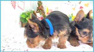 ペットショップCOO&RIKU No00703795(ヨークシャーテリア)