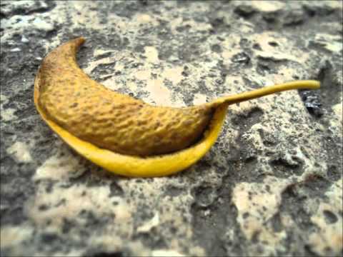 Estilo de vida -Leonardo Fabio Bernal