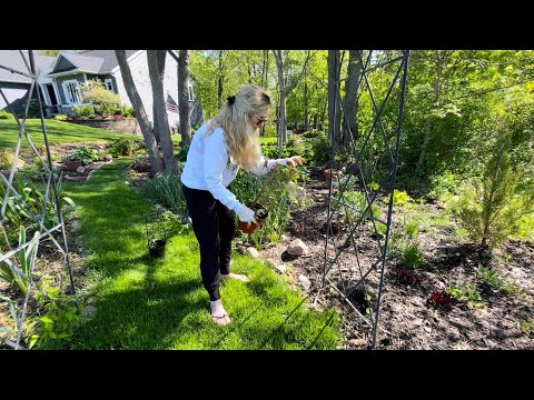 Planting Clematis, Trimming a Weeping Cherry Tree & Moving a Volunteer Grass: LunchTime Gardening????‍????