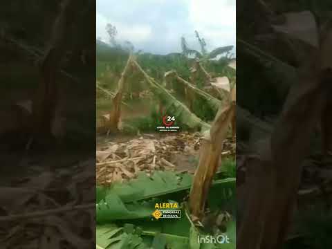 Plantio debananas em ruínas após intensa chuva de granizo em Vila Valério Espírito Santo#tempestade